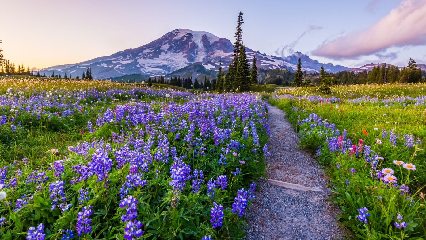 Hiking to Mount Rainier on sunrise