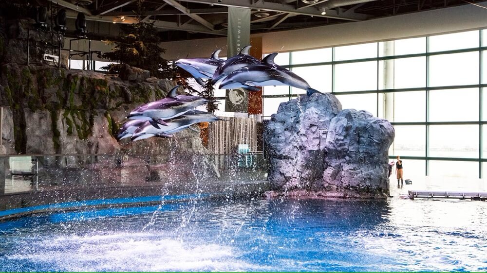 Dolphins show at Shedd Aquarium in Chicago
