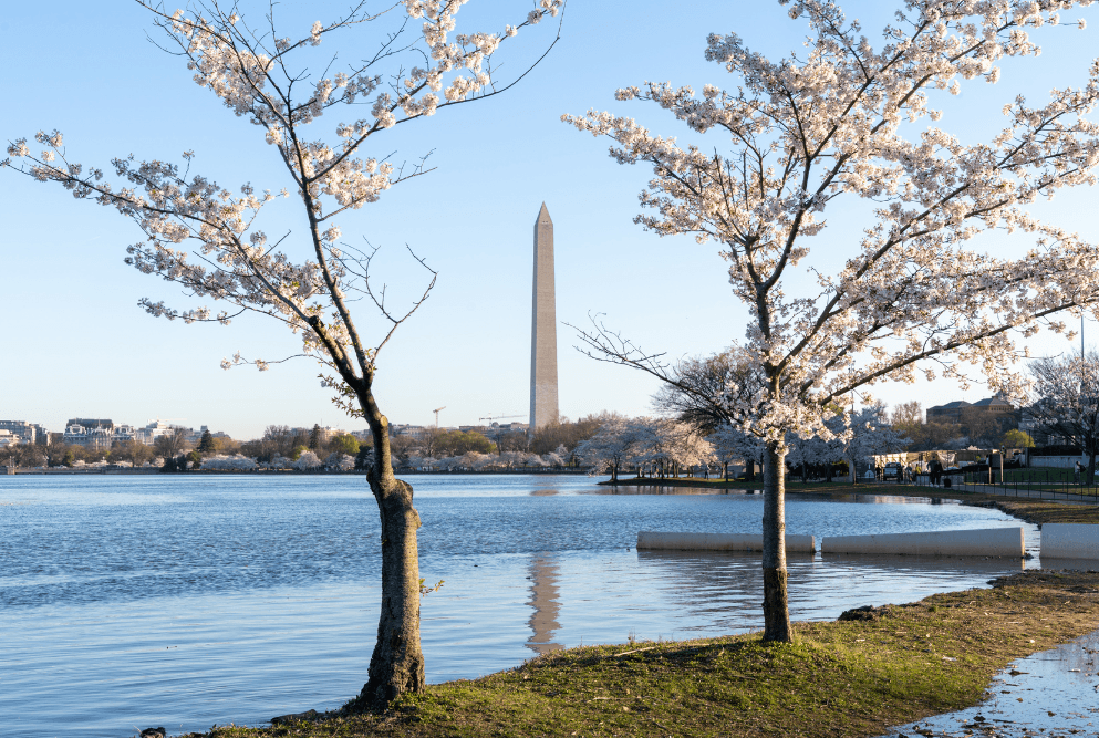 Japanese cherry blossom trees near Washington Monument