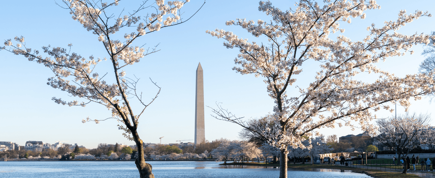 Japanese cherry blossom trees near Washington Monument