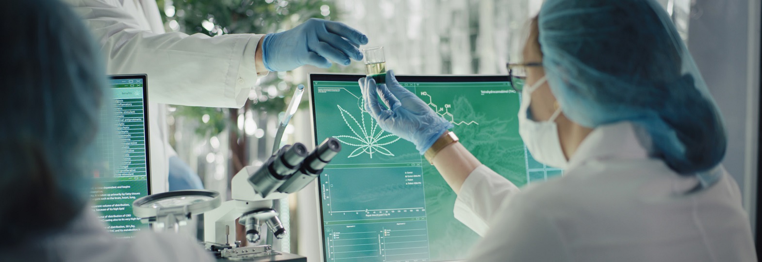 In a laboratory observing the effects of cannabis