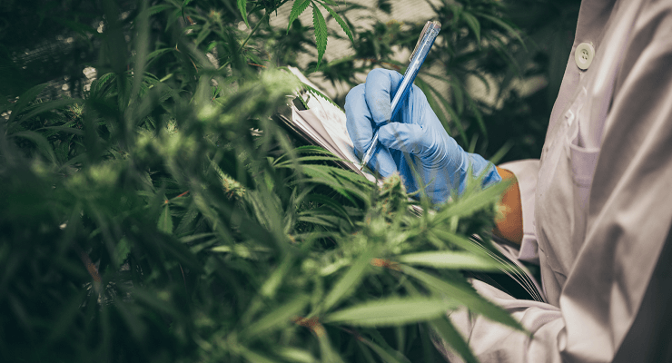 Cannabis & Cannabis Law